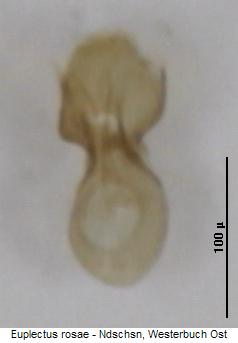euplectus_rosae.jpg