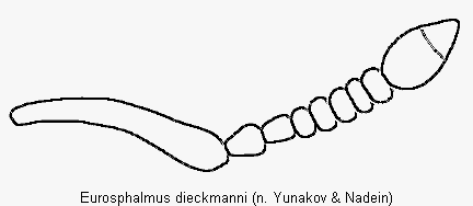eurosphalmus_dieckmanni_f.gif