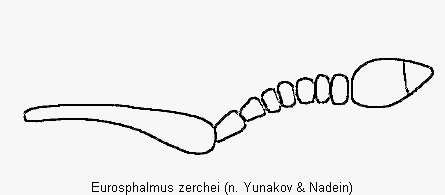 eurosphalmus_zerchei_f.gif