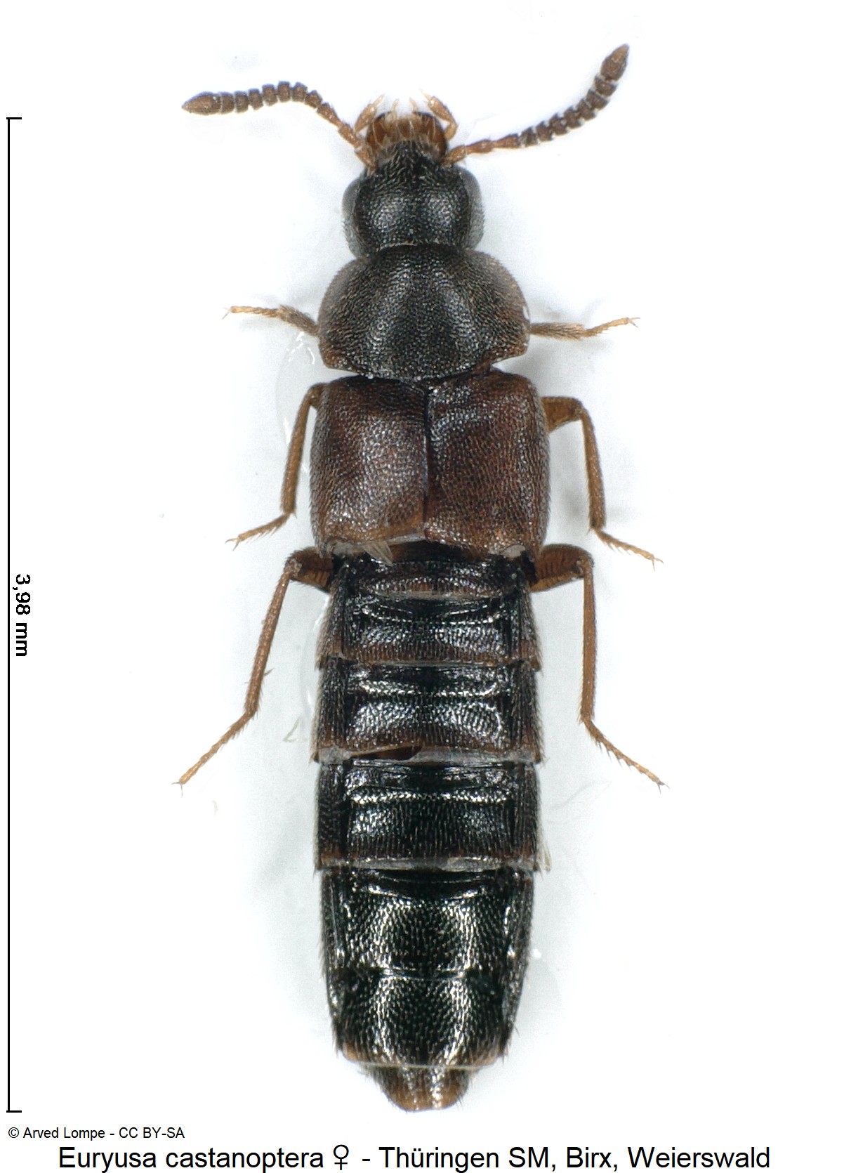 euryusa_castanoptera_w_ck32233999_hab.jpg