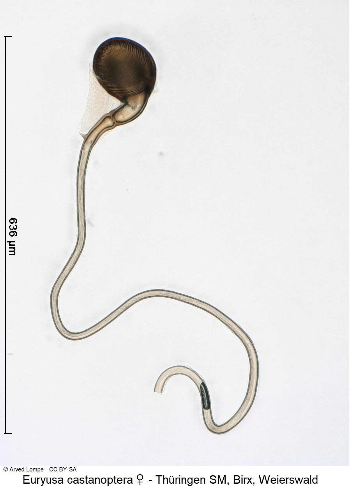euryusa_castanoptera_w_ck32233999_sperm.jpg