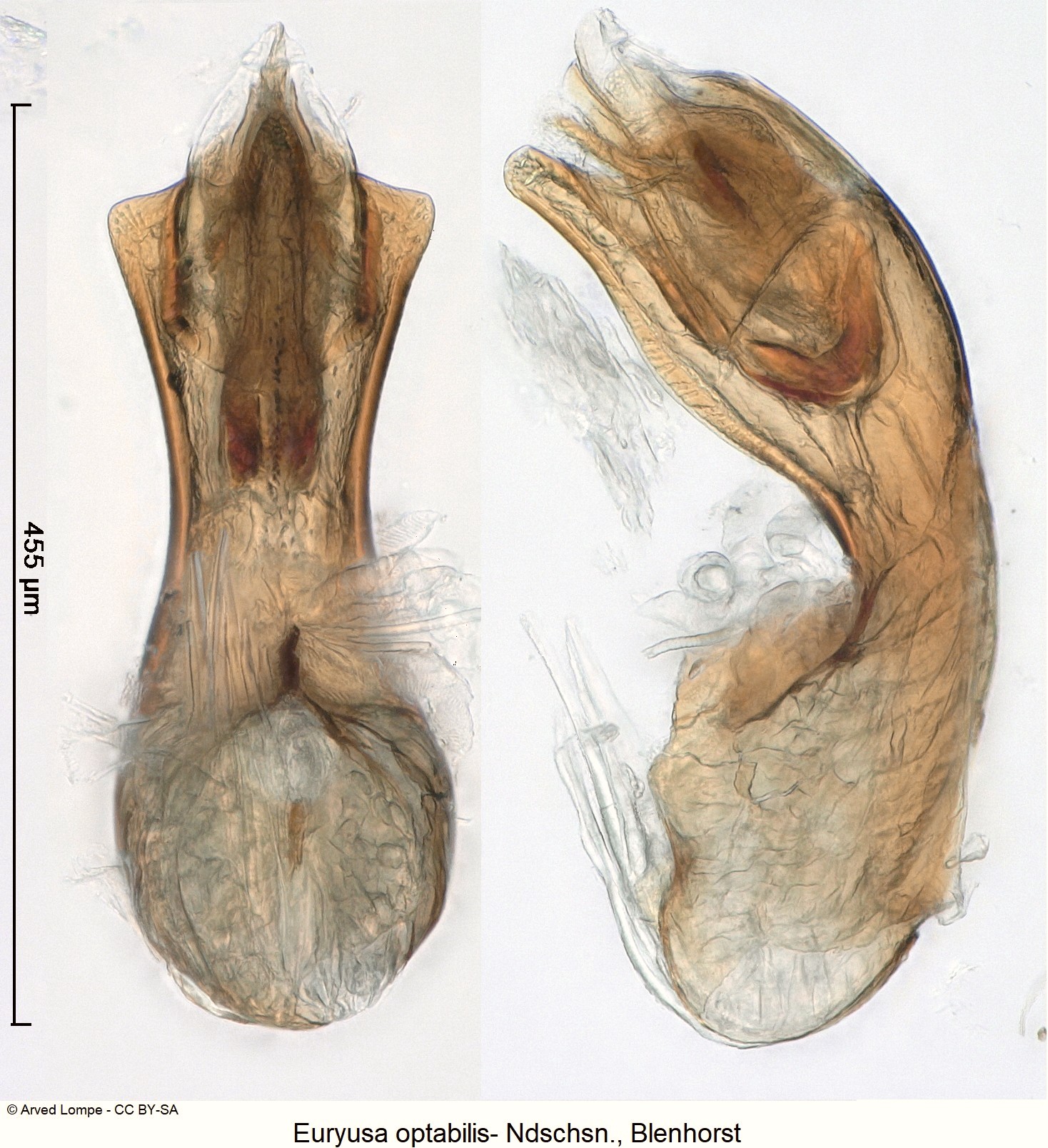 euryusa_optabilis_ck5645.jpg