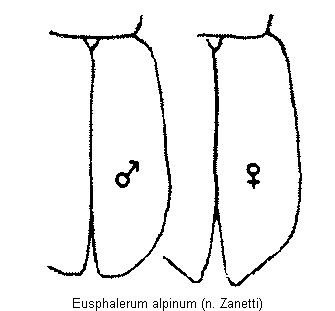 eusphalerum_alpinum_fld.gif
