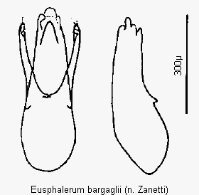 eusphalerum_bargaglii.gif