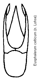 eusphalerum_celticum.gif