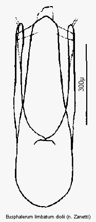 eusphalerum_diolii.gif