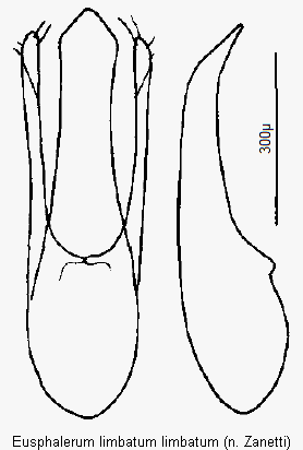 eusphalerum_limbatum.gif