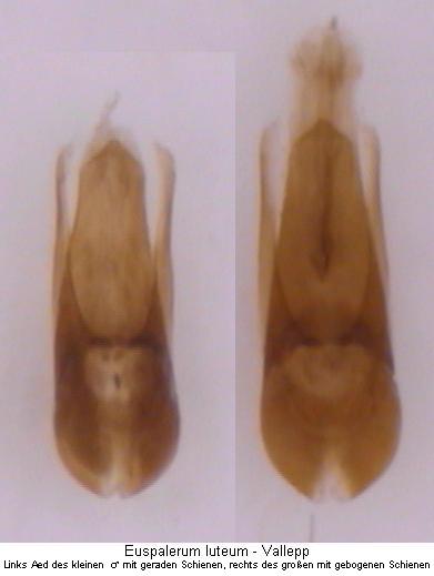 eusphalerum_luteum2.jpg