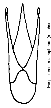 eusphalerum_macropterum.gif