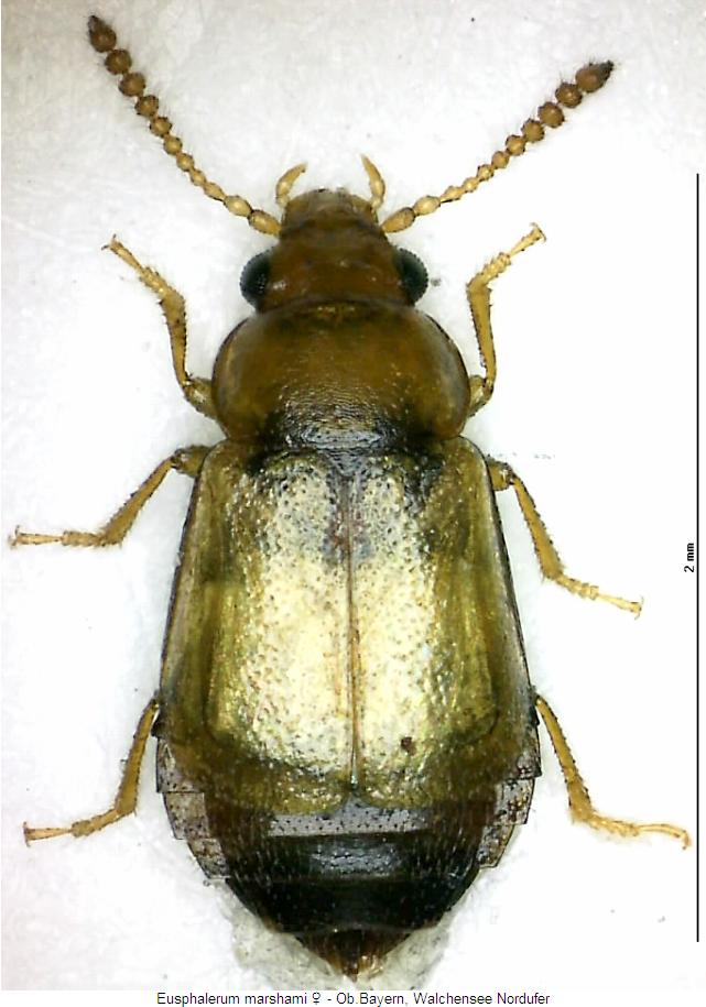 eusphalerum_marshami_hab.jpg