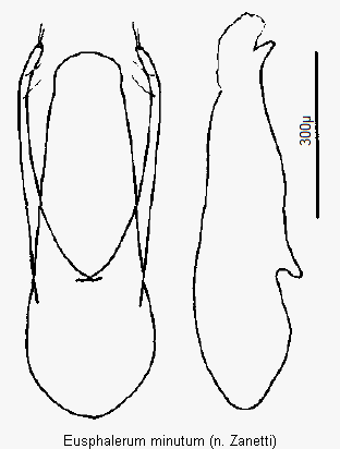 eusphalerum_minutum.gif