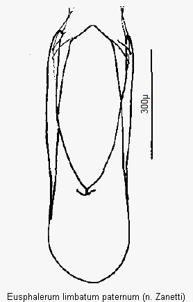 eusphalerum_paternum.gif