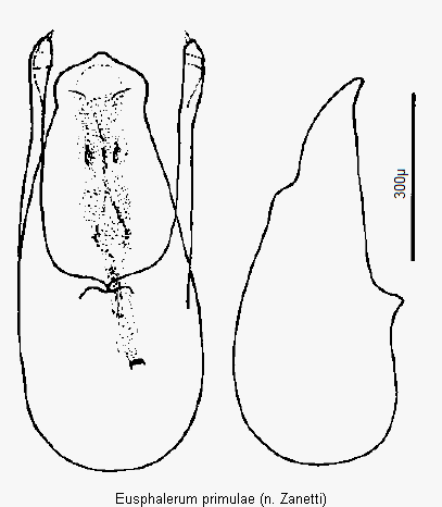 eusphalerum_primulae.gif