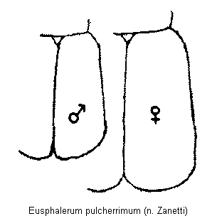 eusphalerum_pulcherrimum_fld.gif