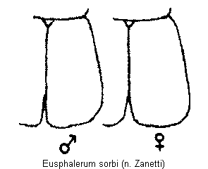 eusphalerum_sorbi_fld.gif
