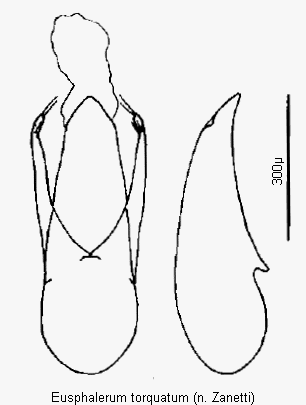 eusphalerum_torquatum.gif