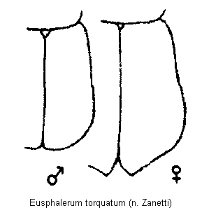 eusphalerum_torquatum_fld.gif