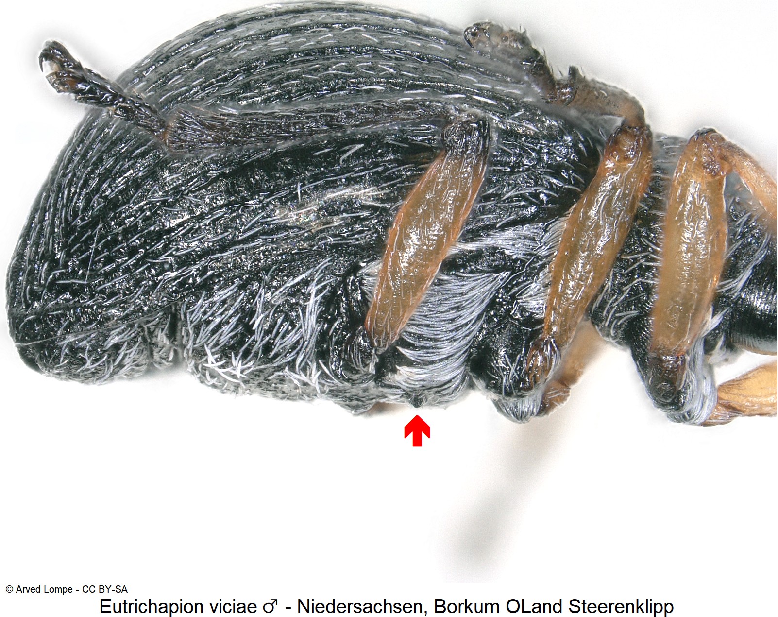 eutrichapion_viciae_m_ck33141862_sa.jpg