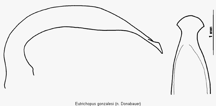 eutrichopus_gonzalesi.gif