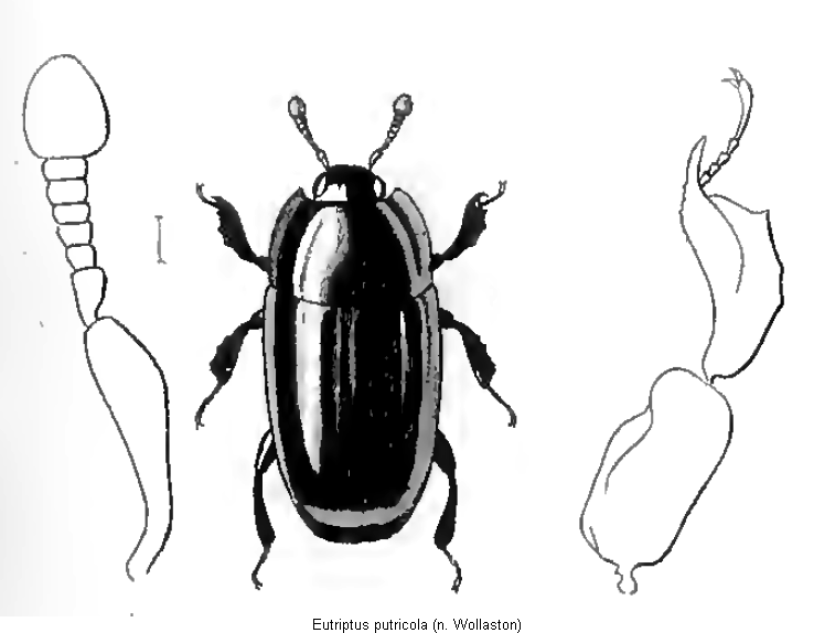 eutriptus_putricola_hab.gif