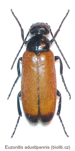euzonitis_adustipennis.jpg