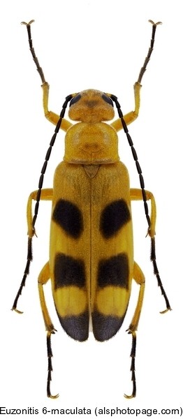 euzonitis_sexmaculata.jpg