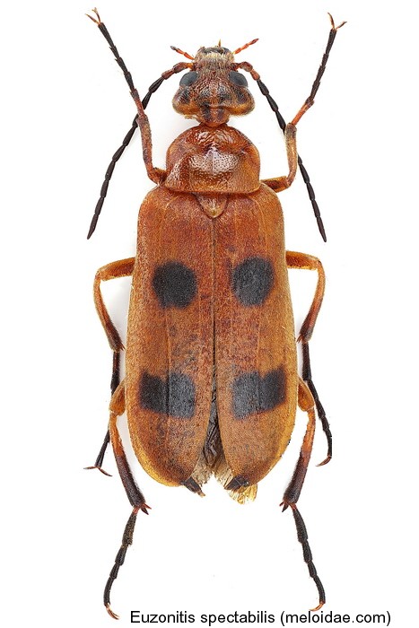 euzonitis_spectabilis.jpg