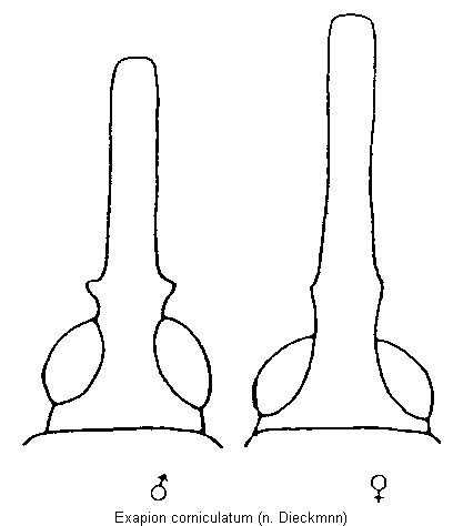 exapion_corniculatum_k.gif