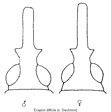exapion_difficile_k.gif