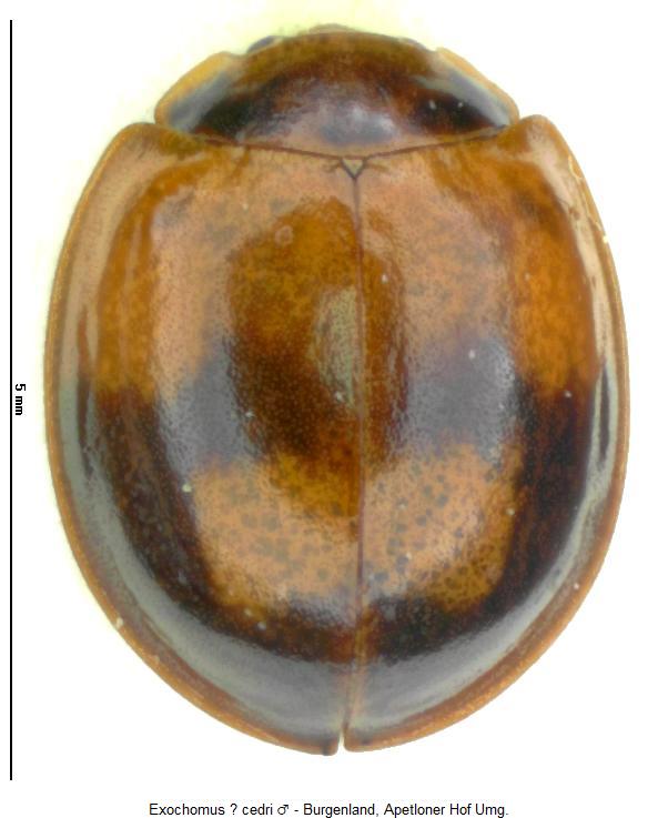 exochomus_cedri_hab.jpg