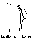 f-fluegelfoermig.gif