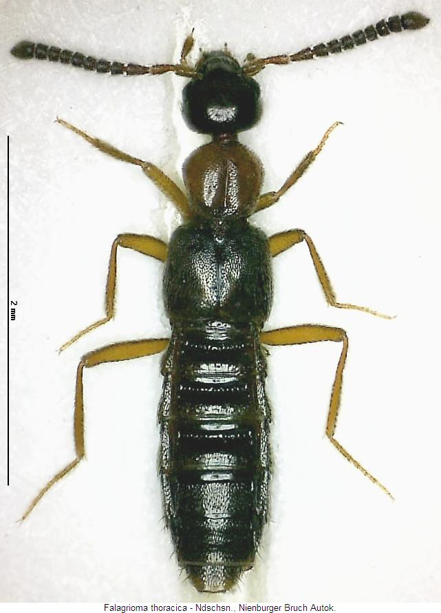 falagrioma_thoracica_hab.jpg