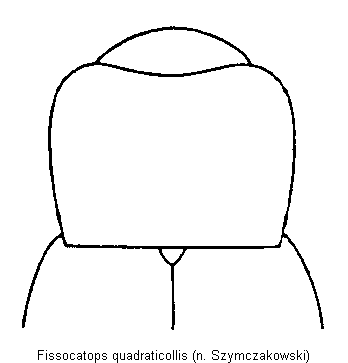 fissocatops_quadraticollis_vk.gif