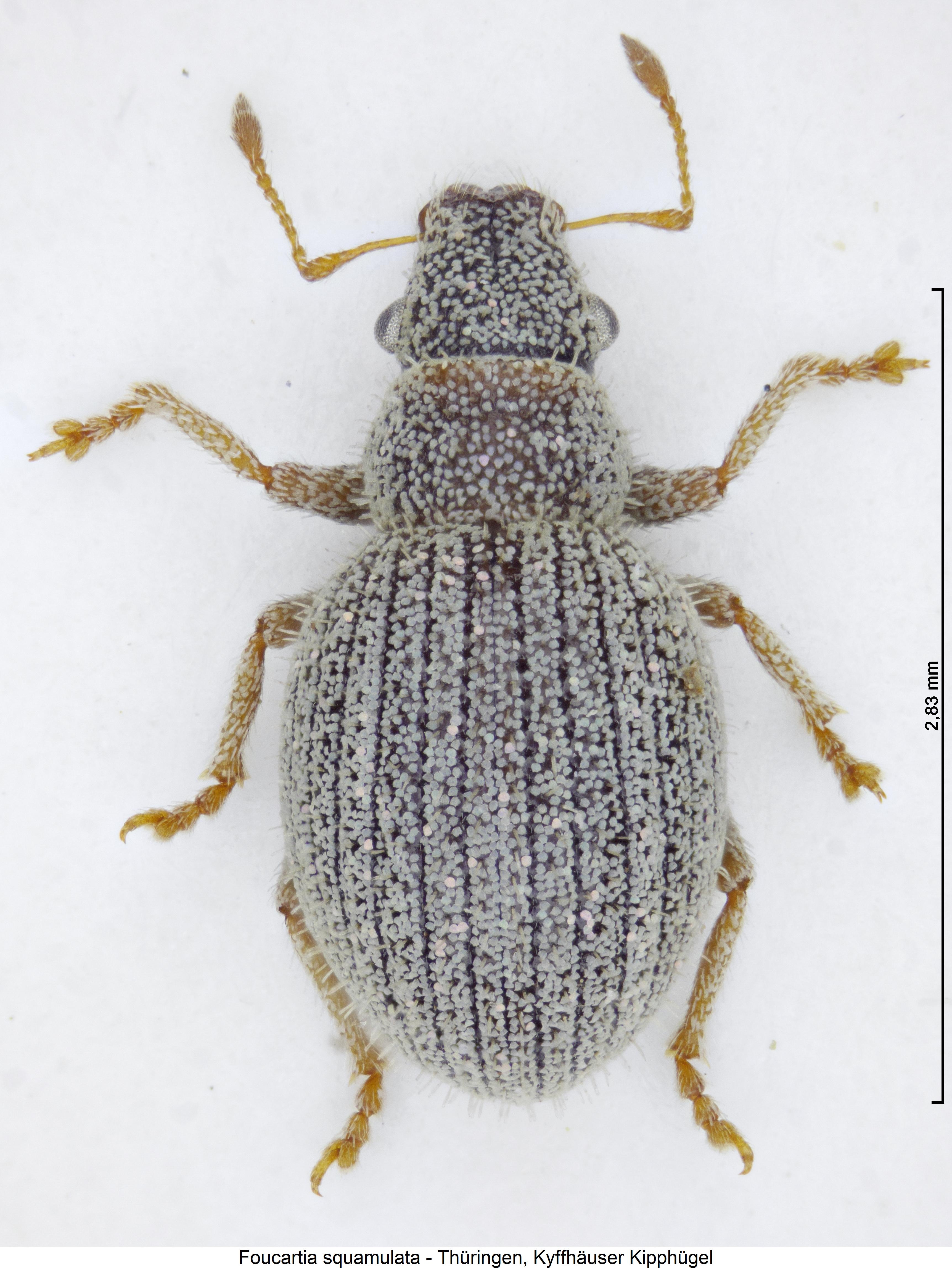 foucartia_squamulata_hab.jpg