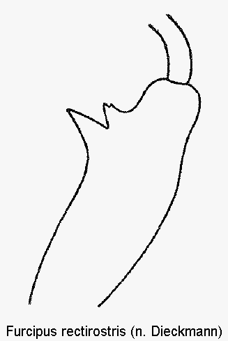furcipus_rectirostris_vschl.gif