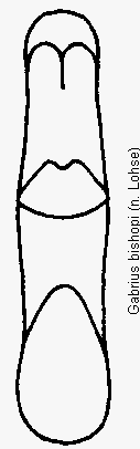 gabrius_bishopi.gif