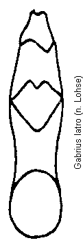 gabrius_latro.gif