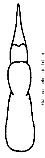 gabrius_osseticus.gif