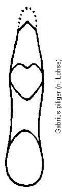 gabrius_piliger.gif