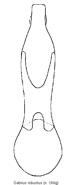gabrius_robustus.gif