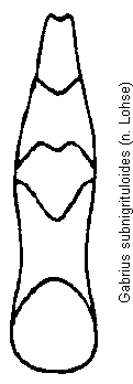 gabrius_subnigrituloides.gif