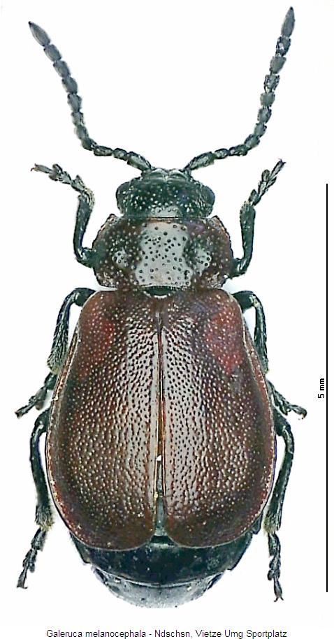 galeruca_melanocephala_hab.jpg