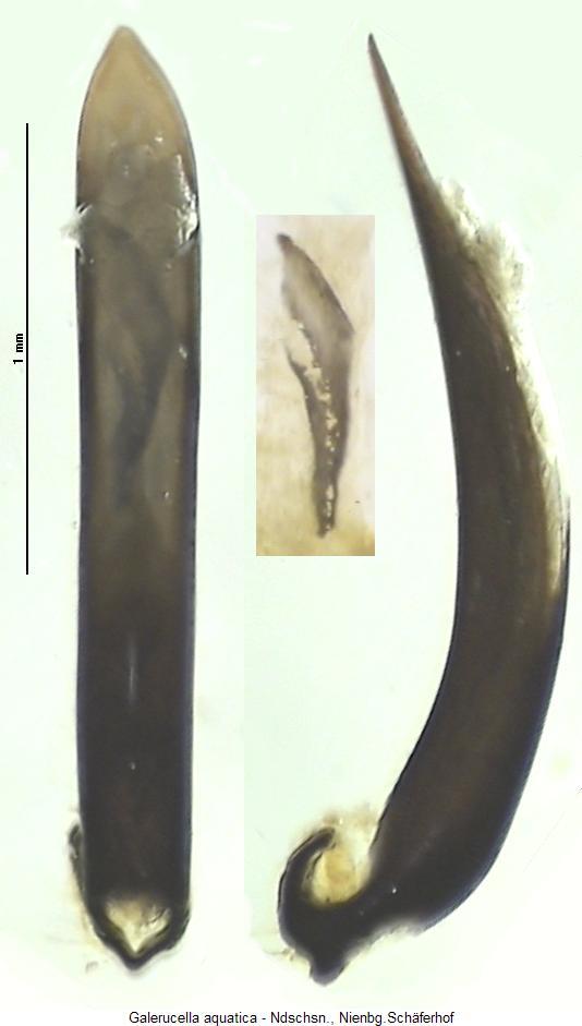 galerucella_aquatica.jpg