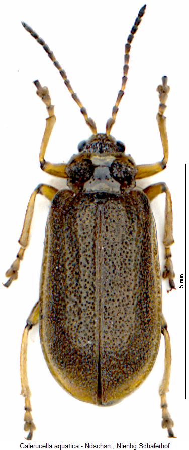 galerucella_aquatica_hab.jpg