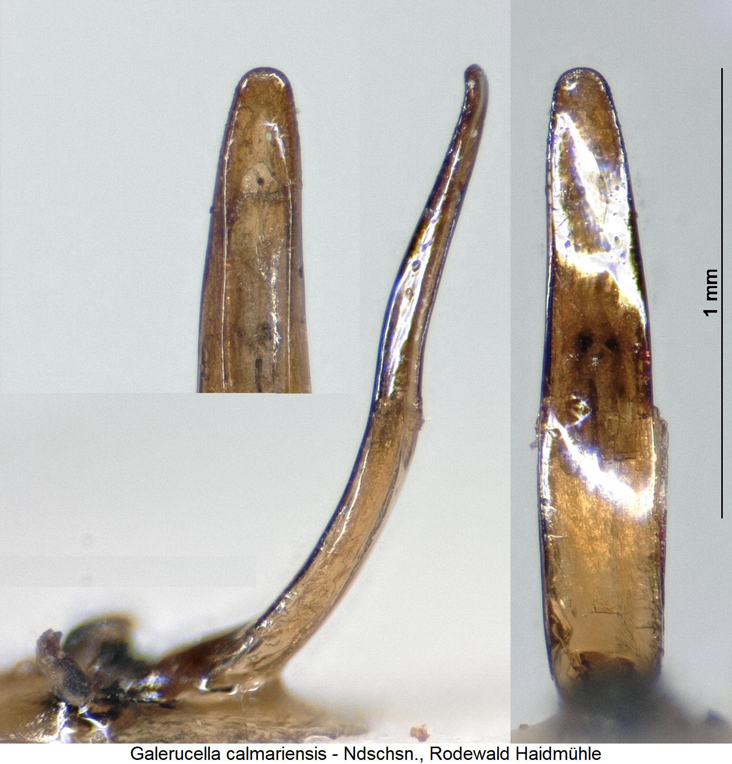 galerucella_calmariensis1.jpg