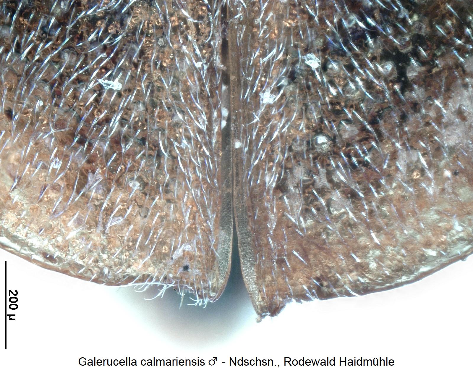 galerucella_calmariensis_m_nwi.jpg