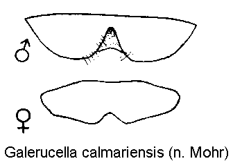 galerucella_calmariensis_ster.gif