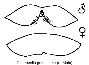 galerucella_grisescens_hlb.gif