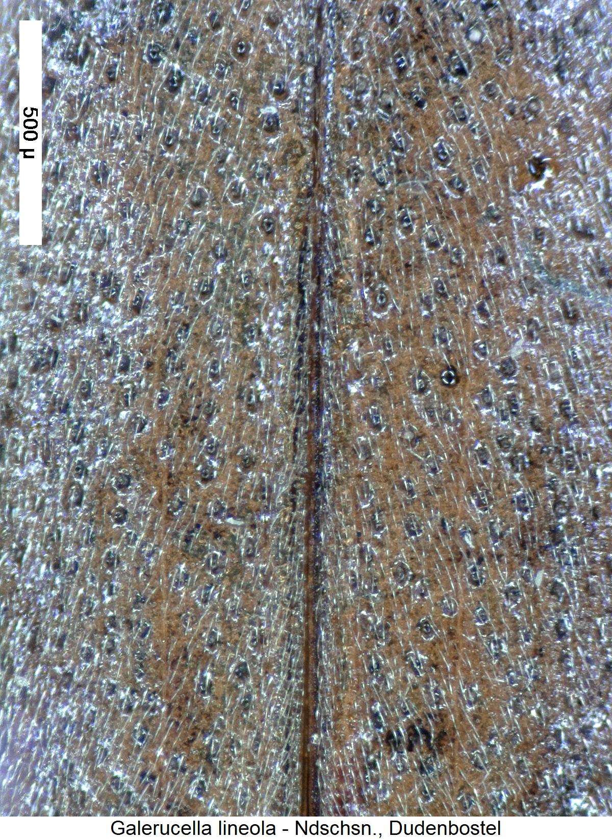 galerucella_lineola_int.jpg