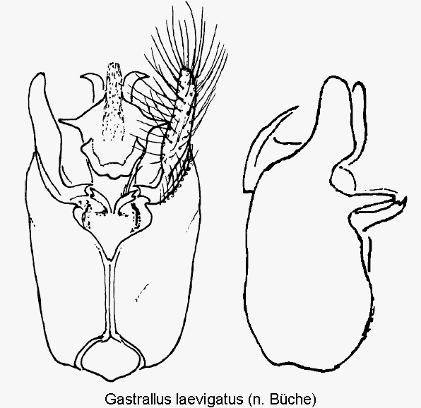 gastrallus_laevigatus.gif